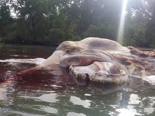 Dangerous Thing Found From Sea Never See Before 18+
