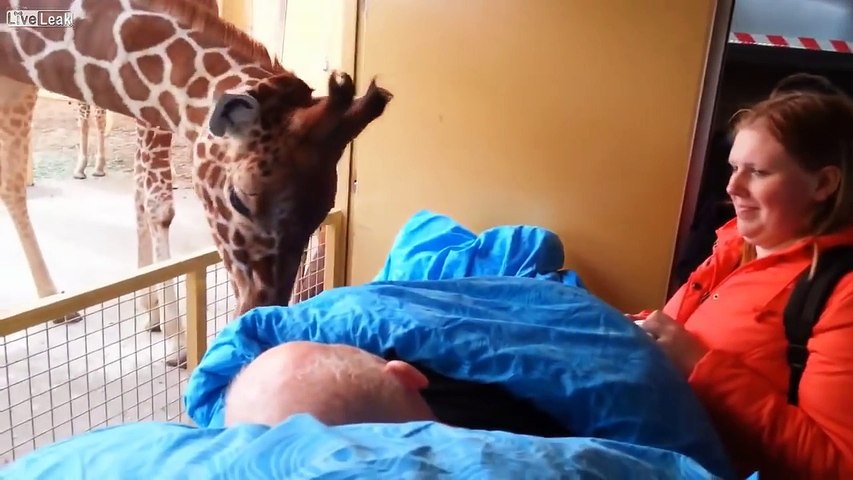 La façon dont cette girafe dit adieu à son soigneur atteint d’un cancer va vous fendre le coeur!