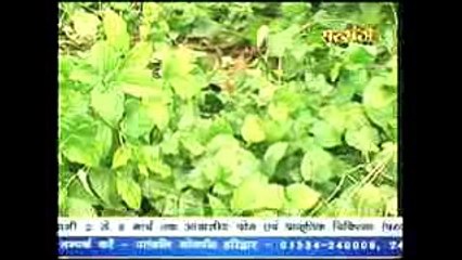 Long Pepper a Medicine Plant ! पिप्पली के औषधीय गुण # Acharya Balkrishna