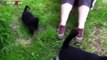 Funny Cats Meeting Cute Puppies Compilation Newest funny pussies