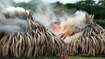 Burning ivory, waging war_ world battles poach