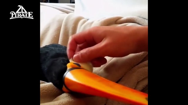 Un toucan qui aime les caresses