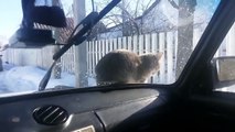 Un chat se venge d'un automobiliste !