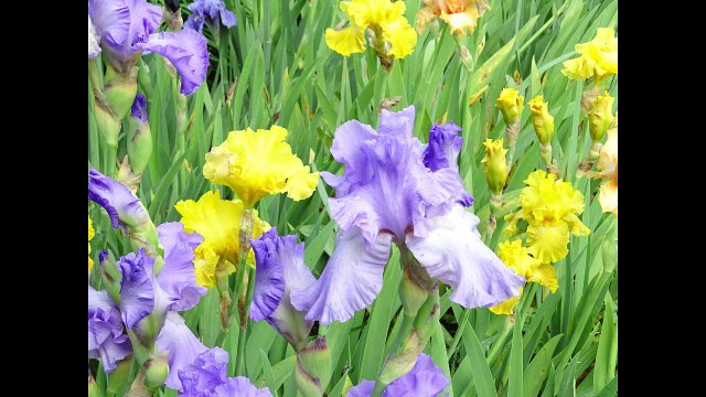 Fête de l'iris 2017