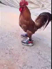 Rooster wears shoes