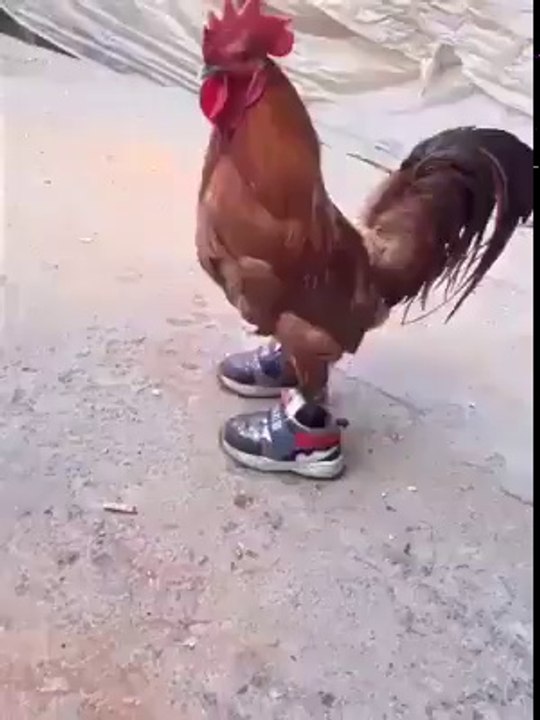 Rooster wears shoes