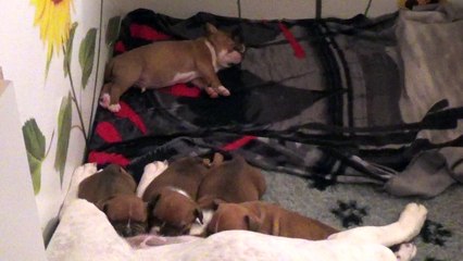 33ème Vidéo Maman et ses P'tits Oeufs de Staffordland