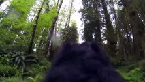 VIRAL - Put camera in dog and the recordings are terrifying