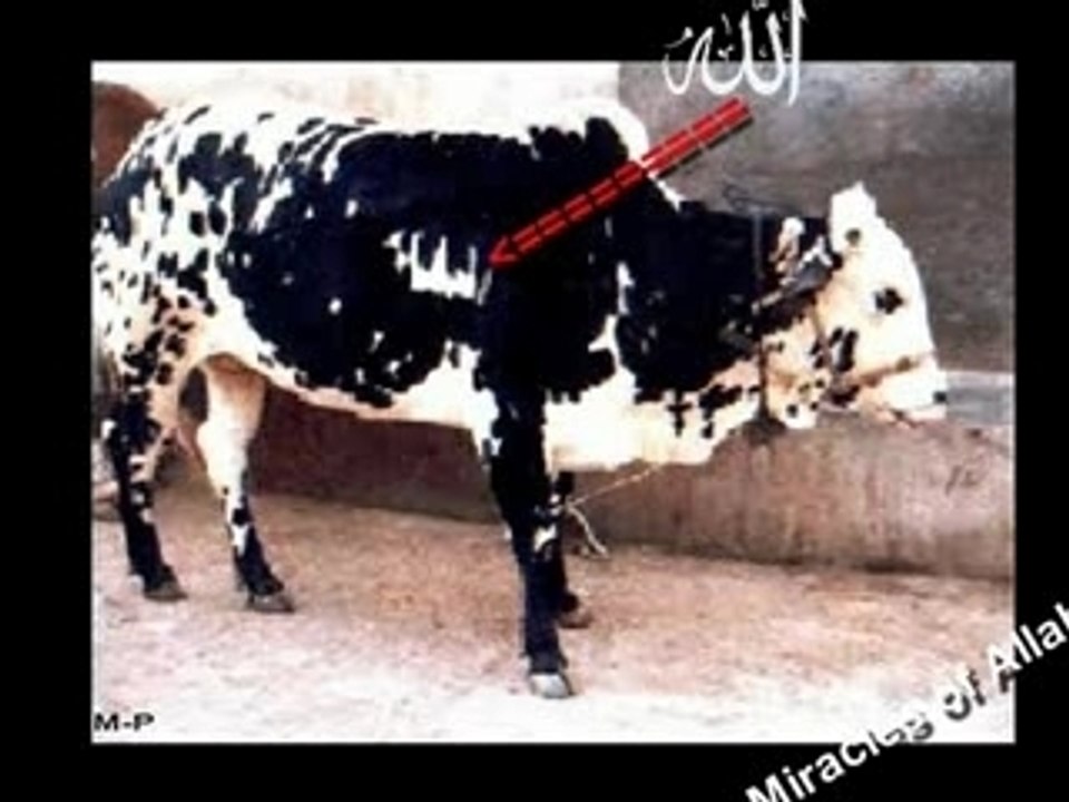 Les miracles d'allah