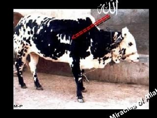 Les miracles d'allah