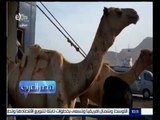 مصر العرب | شاهد…استقبال جمالاً من الصومال تؤدي لخفض سعر اللحمة في السوق المصري