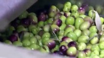 Climate change threatens Tunisia olive fardsa