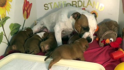 36ème Vidéo Maman et ses P'tits Oeufs de Staffordland