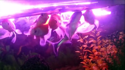 Pengasus Köpek Balığı ile Japonlar Aynı Akvaryumda Yaşar mı...