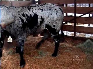 Can Chuck Liddell Beat Up A Bull & How Smart Are Bulls? - esnews