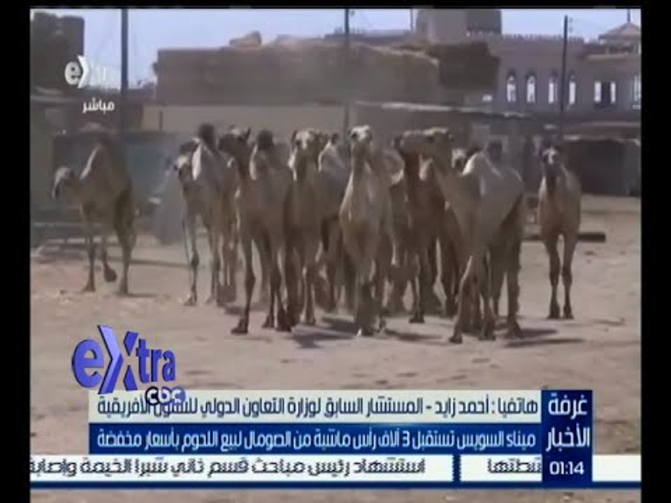 غرفة الأخبار | ميناء السويس يستقبل 3 آلاف رأس م...