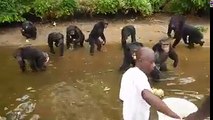 Feeding Monkeys
