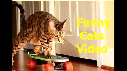 Kedilerin degişik komik ve ilginç halleri Funny Cat Videos