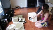 Cheap Cat Trees for Large Cats - A Surprise Gift From Parents | Consumer Hubs