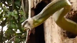 Fighting Between Snake and Woodpecker