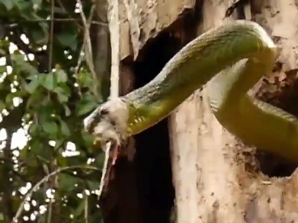 Fighting Between Snake and Woodpecker