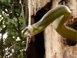 Fighting Between Snake and Woodpecker