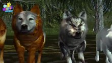 Finger Family of Wolves  _ Wolf Finger Family Song _ Finger Family Songs for Kids-xnjY