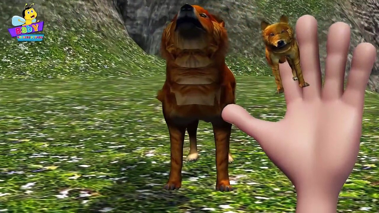 Finger Family of Wolves  _ Wolf Finger Family Song _ Finger Family Songs for Kids-xnjY