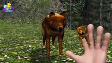 Finger Family of Wolves  _ Wolf Finger Family Song _ Finger Family Songs for Kids-xnjYfTtHJO