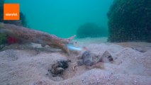 Cuttlefish Shows Off Hunting Skills