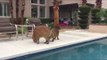 Pair of Capybaras Have Fun at Poolside