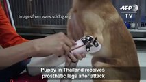 Puppy receives prosthetic paws qwwafter att
