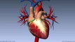 Heart Anatomy - Left Atrium - 3D Anatomy Tutorial-2017