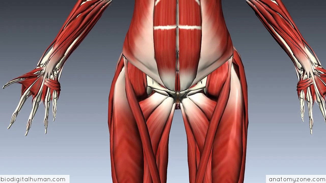 Introduction to Female Reproductive Anatomy Part 4 - External Genitalia - 3D Anatomy Tutorial