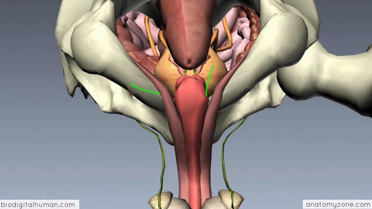 Introduction to Male Reproductive Anatomy - Part 3 - The Penis-2017