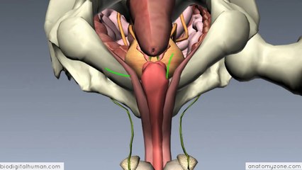 Introduction to Male Reproductive Anatomy - Part 3 - The Penis-2017