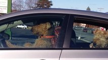 Impatient Dog Waiting on Owner