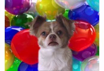 Happy Birthday! y Birthday Videos