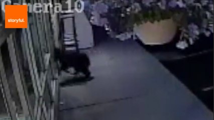 Bear's Break-In Attempt Foiled by Glass Door