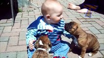 Funny babies annoying dogs - Cute dog & baby compilation