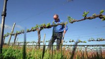 Climate change battle heats up for Australian winemakersasd