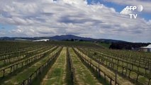 Climate change battle heats up for Australian winemakersdsa