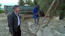 Climate change threatens Tunisia olive farmingasd
