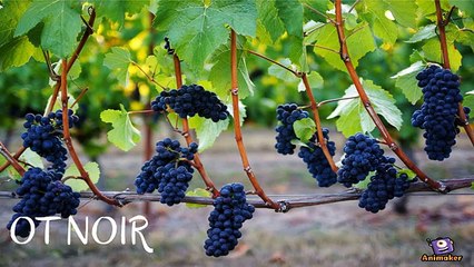 Pinot Noir Grape Variety