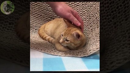 1 HOUR FUNNY VIDEOS FUNNY CATS COMPILATION MARCH 2017_3