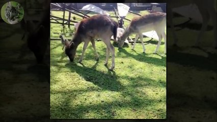 1 HOUR FUNNY VIDEOS FUNNY CATS COMPILATION MARCH 2017_6