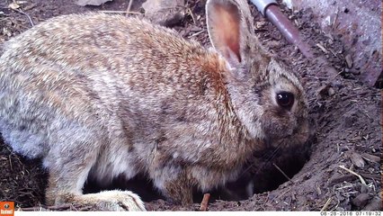 Baby rabbits and their mom loves -beuty full video