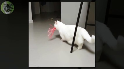 1 HOUR FUNNY VIDEOS FUNNY CATS COMPILATION MARCH 2017_34