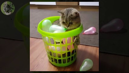 1 HOUR FUNNY VIDEOS FUNNY CATS COMPILATION MARCH 2017_37