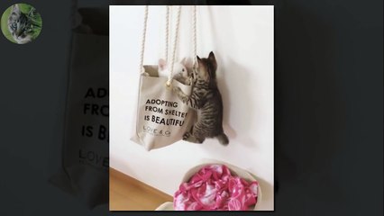 1 HOUR FUNNY VIDEOS FUNNY CATS COMPILATION MARCH 2017_43